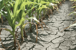 AgriculturaCanviClimàtic