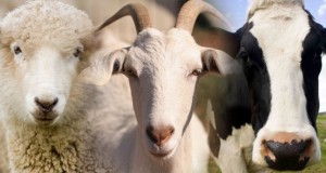 Vacas Ovejas Cabras