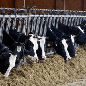 Vaques llet reclamen generalitat