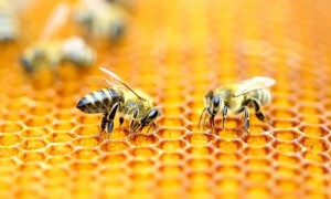 abejas amenaces