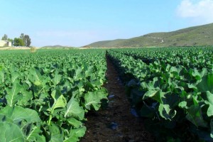 agricultura ecologica