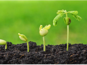 plantes montsant