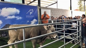 Races autòctones bovines catalanes