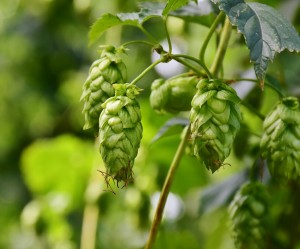 Plantacions de llúpol