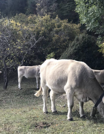 Ramaders de Muntanya del Berguedà