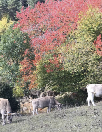 Ramaders de Muntanya del Berguedà