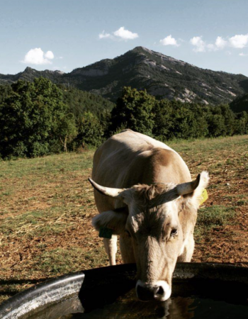 Ramaders de Muntanya del Berguedà