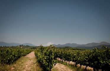 Cellers d’en Guilla