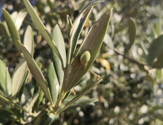 Cal Sileta Oli d’oliva verge extra d’una excel·lent qualitat