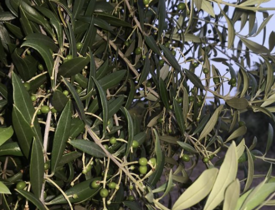 Cal Sileta Oli d’oliva verge extra d’una excel·lent qualitat
