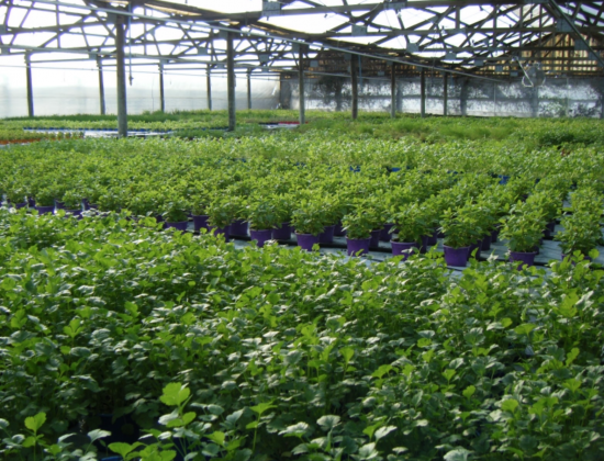 LES HERBES DE CAN RIERA