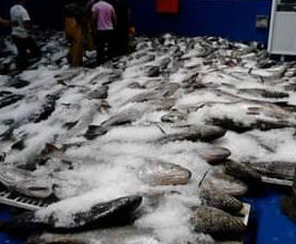 PEIXATERIA HILARIO – PUIGCERDÀ