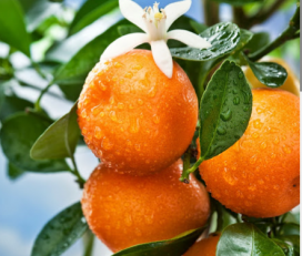 Fruites Bernaus S.L.