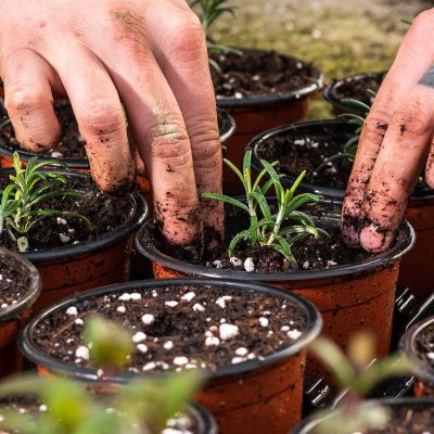 DVerd, herbes aromàtiques i culinàries