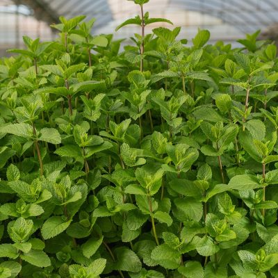 DVerd, herbes aromàtiques i culinàries