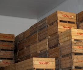 Frutalpi