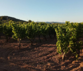 Cooperativa Agrícola d’Albinyana