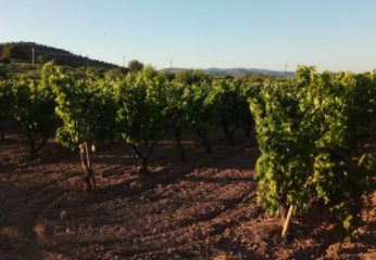 Cooperativa Agrícola d’Albinyana