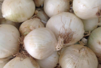 Agropecuària Argentona – El Sindicat