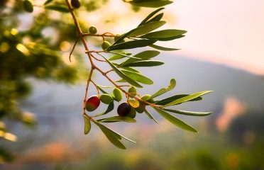 blog-grid-1-410x308