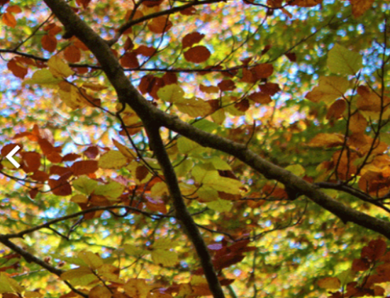 DE BOSC