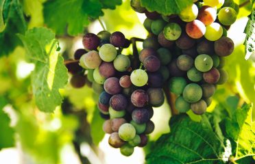 Coneix les 12 denominacions d’origen dels vins catalans