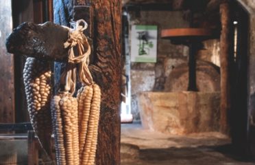 El Molí del Mig, museu, oli d’oliva i horta
