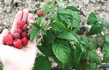 Les melmelades de proximitat de Fructumcat