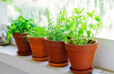 Com cultivar a casa plantes aromàtiques