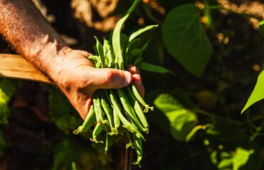 El millor moment per gaudir de la mongeta verda